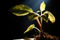 a dying plant under a healing light