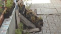 Dying Plants and Dry Flowers in Black Plastic Planter Pots on Old Wooden Rack with Dirty Painted Wall - Outdoor Garden/ Garage