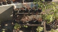 Dying Plants/ Flowers in Black Plastic Planter Pots on Old Wooden Rack - Sunny Day in the Garden/ Backyard Royalty Free Stock Photo