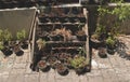 Dying Plants/ Flowers in Black Plastic Pots on Vintage Wooden Rack - Outdoor Yard/ Home Garden/ Abandoned Junkyard Royalty Free Stock Photo