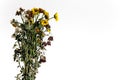 Dying plants on a white background