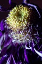 Dying Purple Chrysanthemum Flower Background Royalty Free Stock Photo