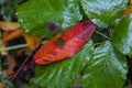 Dying red leaf on large green leaves Royalty Free Stock Photo