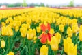 Dying red orange tulip amongst a field of yellow blooming tulips in springtime. On a flower farm tourist attraction. Blurry