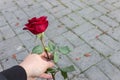 Dying red rose flower in the hands of a gardener