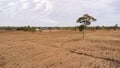 Dying rice fields after flooding, Agriculture was severely damaged by the floods.damaged agricultural concept.