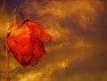 Dying rose against stormy clouds