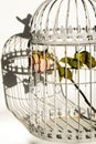 Rose in birds cage Royalty Free Stock Photo