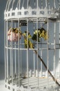 Rose in birds cage Royalty Free Stock Photo