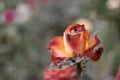 Dying rose in garden shot with copyspace. Red and orange rose flower drying on steam in autumn garden. A lot of space