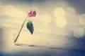 Dying Rose on the Snow Background