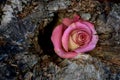 Dying Rose in Tree Stump