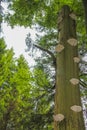 Dying silver forest dead spruces trees Brocken mountain Harz Germany