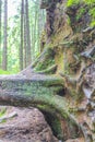 Dying silver forest dead spruces trees Brocken mountain Harz Germany