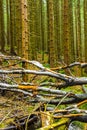 Dying silver forest dead spruces trees Brocken mountain Harz Germany