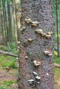 Dying silver forest dead spruces trees Brocken mountain Harz Germany