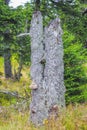 Dying silver forest dead spruces trees Brocken mountain Harz Germany