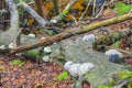 Dying silver forest dead spruces trees Brocken mountain Harz Germany