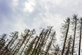 Dying silver forest dead spruces trees Brocken mountain Harz Germany