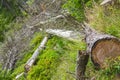 Dying silver forest dead spruces trees Brocken mountain Harz Germany