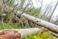 Dying silver forest dead spruces trees Brocken mountain Harz Germany