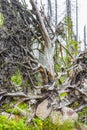 Dying silver forest dead uprooted trees Brocken mountain Harz Germany