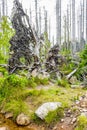 Dying silver forest dead uprooted trees Brocken mountain Harz Germany
