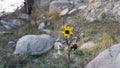 Dying Sunflower with Fly Surrounded by Rocks