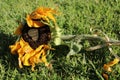 Dying sunflower on the ground