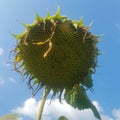 Dying Sunflower in Kentucky