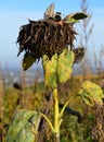 Dying sunflower pant in the field