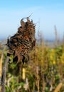 Dying sunflower plant with a red and black insect