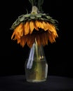 Dying Sunflower in Vase