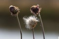 Dying thistle seed head waiting for the wind to spread its seeds Royalty Free Stock Photo