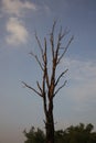 The dying tree with blue sky and white clouds Royalty Free Stock Photo
