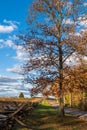 A dying tree in the fall with a wooden fence along Sickles Avenue in the Gettysburg National Military Park Royalty Free Stock Photo