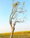 A Dying Tree Royalty Free Stock Photo