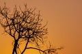 Dying Tree and Orange Sunset