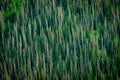 Dying Trees Cover Mountainside In Rocky