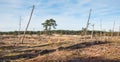 Dying trees in a desolate landscape Royalty Free Stock Photo