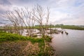 Dying trees in a flooded area