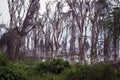 Dying trees on Nakuru Lake