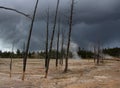 Dying Trees in Yellowstone