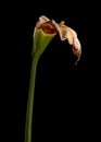 Dying or whilting Arum flower Royalty Free Stock Photo