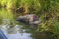 Dying wild boar on the bank of the river, ASF dead boar Royalty Free Stock Photo