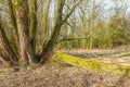 Dying willow trees with broken branches covered with mosses molds and fungi