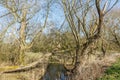 Dying willow trees with broken branches covered with mosses molds and fungi