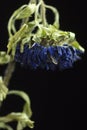 Wilted dying blue Chrysanthemum on a dark background Royalty Free Stock Photo