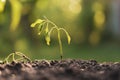 dying withered sprout in earth, drought season climates