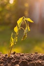 dying withered sprout in earth, drought season climates